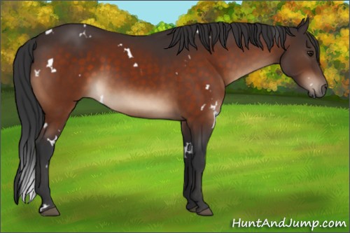 Horse Color:White Spotted Brown 