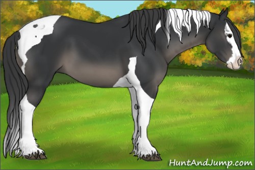 Horse Color:Black Splash Tobiano 
