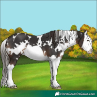 Horse Color:White Spotted Liver Chestnut Splash Frame 