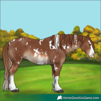Horse Color:White Spotted Chestnut Sabino Splash 