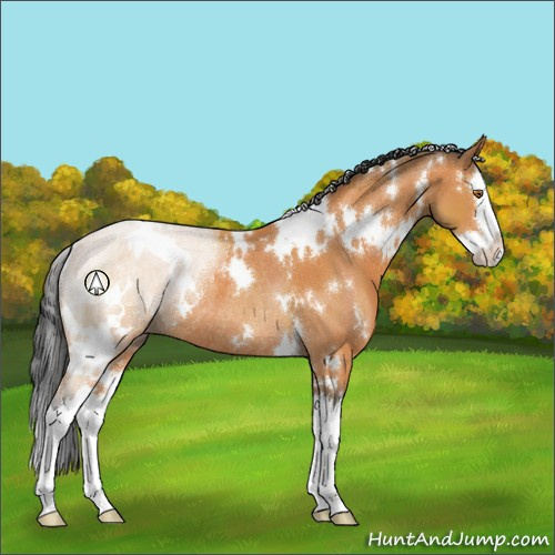 Horse Color:White Spotted Bay Sabino Splash Rabicano 