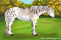 Horse Color:White Spotted Silver Black Pearl Appaloosa Rabicano