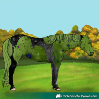 Horse Color:ERROR: UNKNOWN ANOMALY