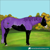 Horse Color:Watercolor Black Splash Rabicano 