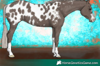 Horse Color:Silver Black Appaloosa 