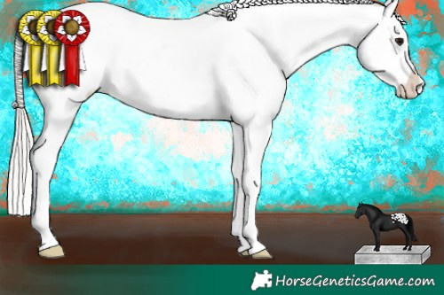 Horse Color:Silver Brown Appaloosa 