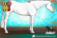 Horse Color:Silver Brown Appaloosa 