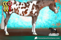 Horse Color:Silver Brown Appaloosa 