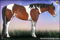 Horse Color:Bay Sabino Tobiano Rabicano