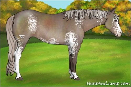 Horse Color:White Spotted Silver Black Sabino Rabicano 