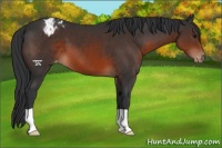 Horse Color:Brown Appaloosa 