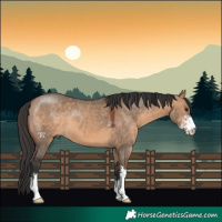 Horse Color:Brown Dun Sabino
