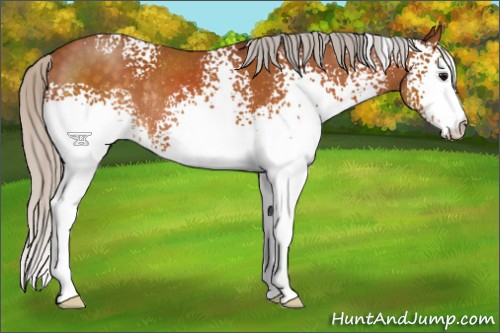 Horse Color:White Spotted Silver Buckskin Rabicano 