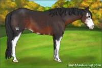 Horse Color:Brown Sabino Varnish 