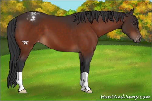 Horse Color:Brown Appaloosa 
