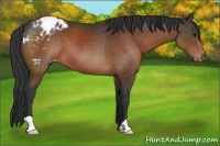 Horse Color:Brown Appaloosa 