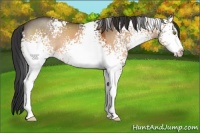 Horse Color:White Spotted Brown Dun Sabino 