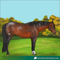 Horse Color:Brown Rabicano 