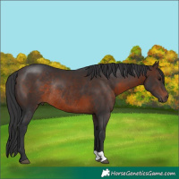 Horse Color:Brown Rabicano 