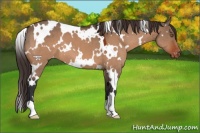 Horse Color:White Spotted Brown Dun Varnish 