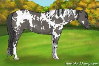 Horse Color:White Spotted Grullo Varnish 