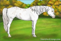 Horse Color:Silver Brown Dun Sabino Rabicano 