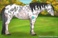 Horse Color:Black Ice Sabino Appaloosa Rabicano 