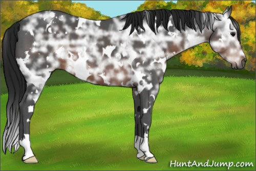 Horse Color:Gray White Spotted Brown Ice