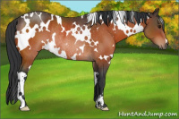 Horse Color:White Spotted Bay Rabicano