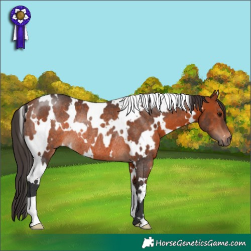 Horse Color:White Spotted Bay Rabicano