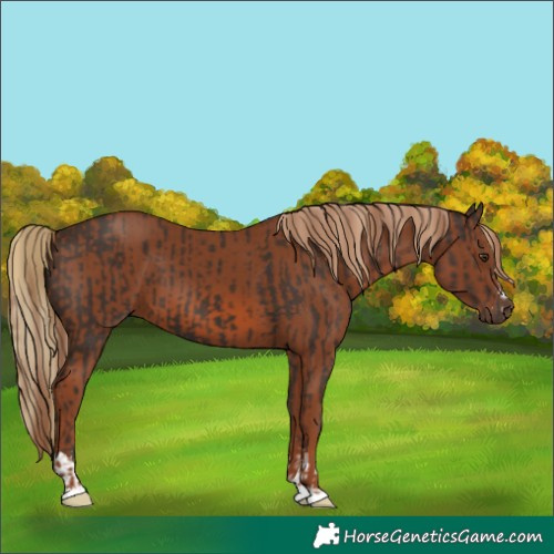 Horse Color:Liver Chestnut  and Chestnut 