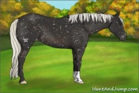 Horse Color:Liver Chestnut Mushroom Appaloosa
