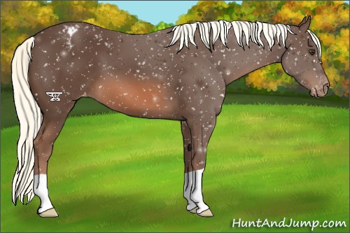 Horse Color:Liver Chestnut Mushroom Snowflake Varnish 