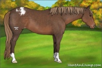 Horse Color:Liver Chestnut Varnish 
