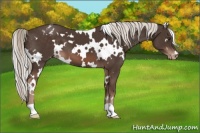 Horse Color:White Spotted Liver Chestnut Mushroom Varnish 