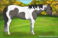 Horse Color:Grullo Tobiano 