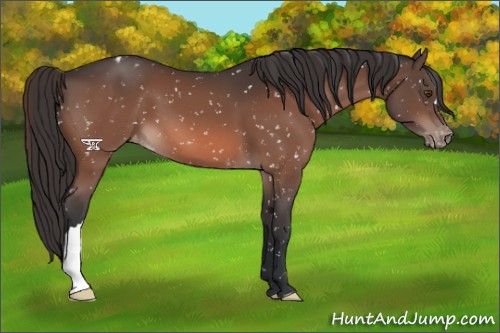 Horse Color:Brown Mushroom Snowflake Varnish