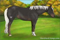 Horse Color:Liver Chestnut Mushroom 