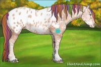 Horse Color:Painted Gold Champagne Ice Sabino Blanket Rabicano 