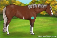 Horse Color:White Spotted Silver Bay 