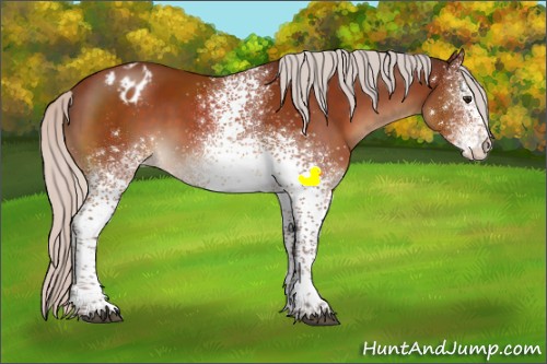 Horse Color:White Spotted Silver Brown Sabino Appaloosa Rabicano 