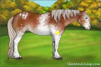 Horse Color:White Spotted Silver Brown Sabino Appaloosa Rabicano 