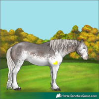 Horse Color:White Spotted Silver Brown Splash Appaloosa Rabicano 