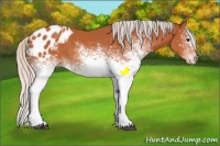 Horse Color:White Spotted Silver Bay Appaloosa 