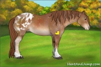 Horse Color:Chestnut Sabino Tobiano Appaloosa Rabicano 