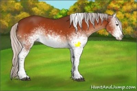 Horse Color:White Spotted Silver Bay Tobiano Appaloosa 