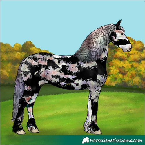 Horse Color:Nacre Grullo Ice Onyx Sabino Frame Rabicano 