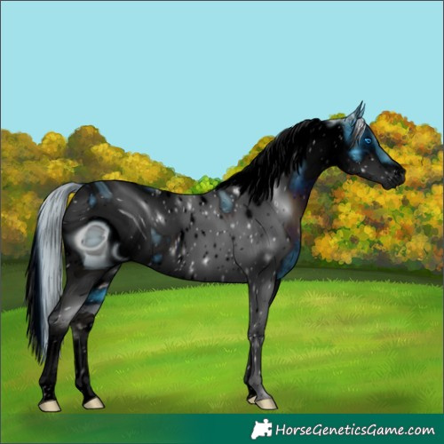 Horse Color:ERROR: UNKNOWN ANOMALY