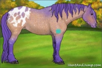 Horse Color:Watercolor Bay Roan Sabino Appaloosa 