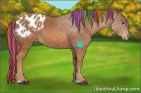 Horse Color:Painted Chestnut Sabino Appaloosa 